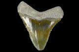 Serrated, Fossil Megalodon Tooth - Florida #114110-1